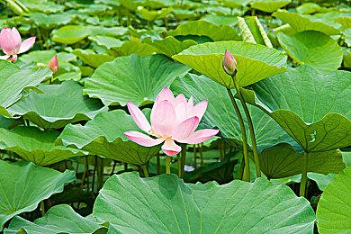 催泪佳作《六月衷曲》正式登陆蒸汽平台，一场爱与拯救的冒险